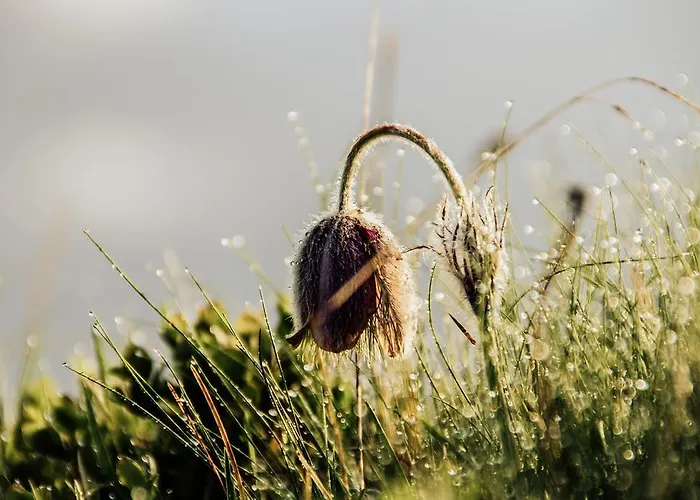 招待所 Alpenblick